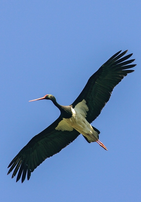 Small bodies of water not used commercially are veritable biodiv
